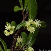 Flacourtia indica (Burm.f.) Merr.